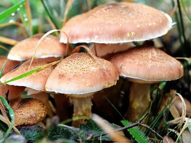 Annual Mushroom Festival