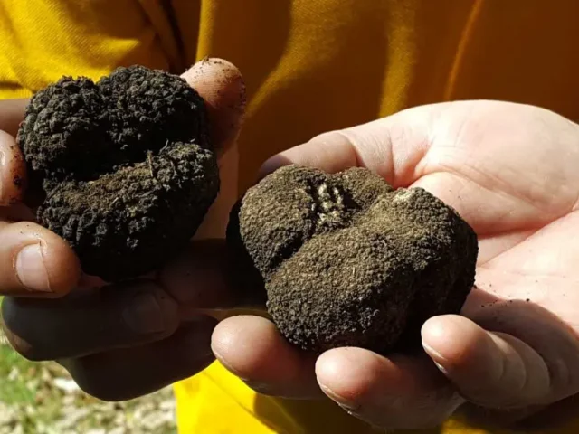 Truffle Hunting in Meteora