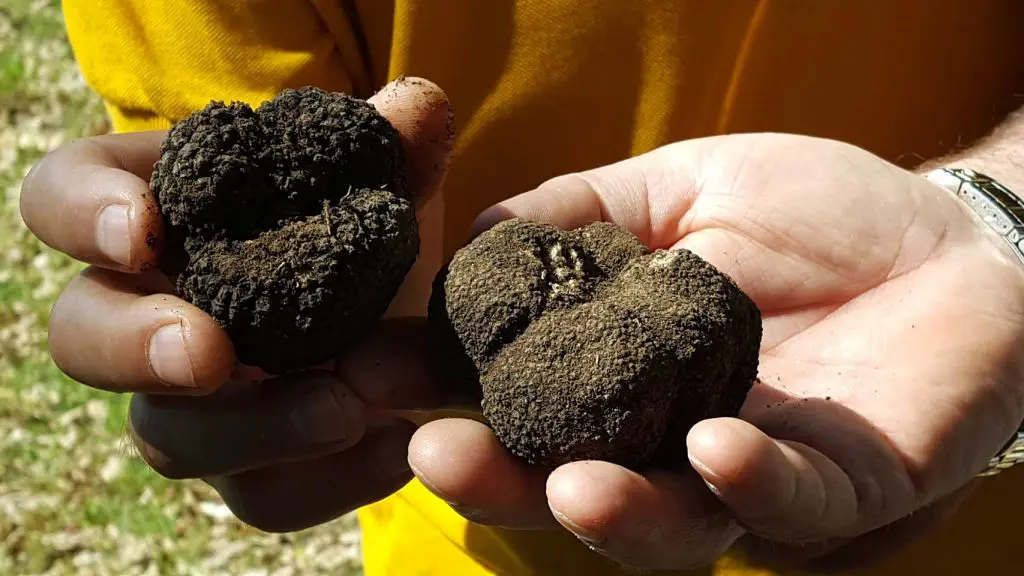 Truffle Hunting in Meteora